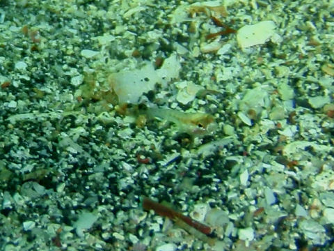 �ɓ������ʐ^�@�N���b�N�ő傫���Ȃ�܂�