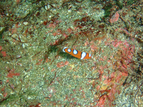 �ɓ������ʐ^�@�N���b�N�ő傫���Ȃ�܂�