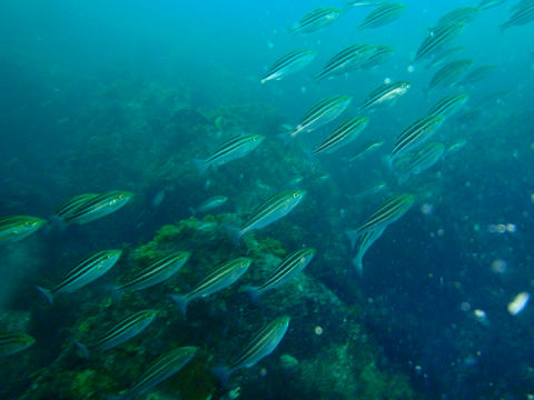 �ɓ������ʐ^�@�N���b�N�ő傫���Ȃ�܂�