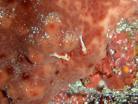 �ɓ������ʐ^�@�N���b�N�ő傫���Ȃ�܂�