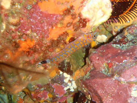 �ɓ������ʐ^�@�N���b�N�ő傫���Ȃ�܂�