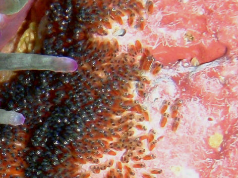 �ɓ������ʐ^�@�N���b�N�ő傫���Ȃ�܂�