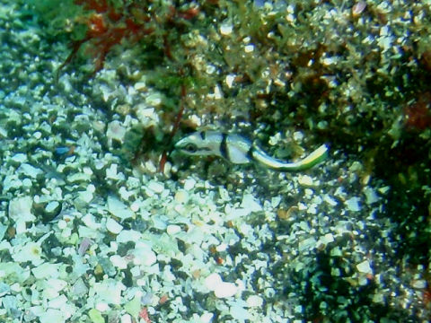 �ɓ������ʐ^�@�N���b�N�ő傫���Ȃ�܂�