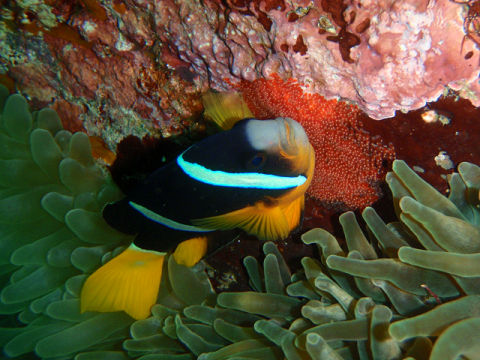 �ɓ������ʐ^�@�N���b�N�ő傫���Ȃ�܂�