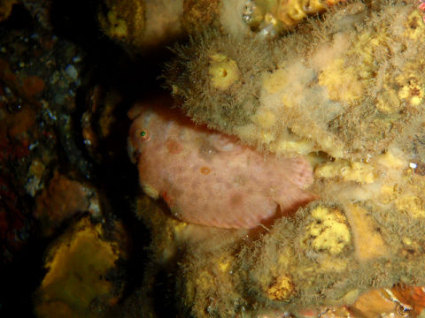 �ɓ������ʐ^�@�N���b�N�ő傫���Ȃ�܂�