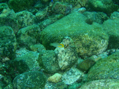 �ɓ������ʐ^�@�N���b�N�ő傫���Ȃ�܂�