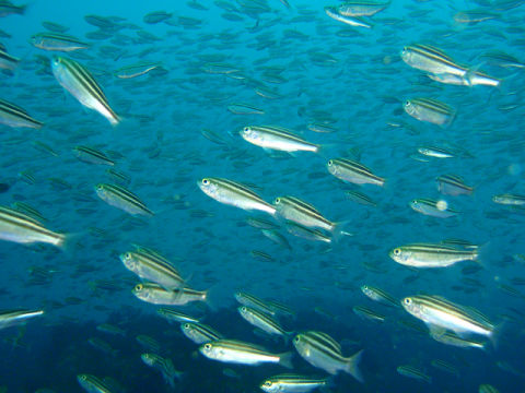 �ɓ������ʐ^�@�N���b�N�ő傫���Ȃ�܂�