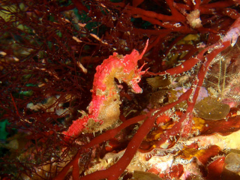 �ɓ������ʐ^�@�N���b�N�ő傫���Ȃ�܂�