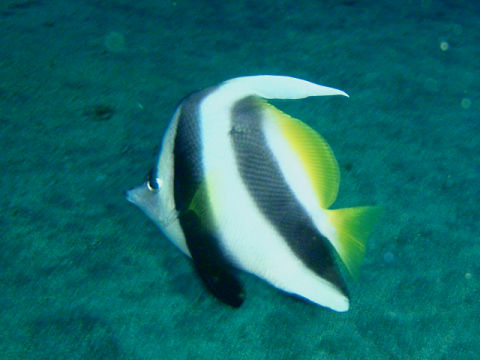 �ɓ������ʐ^�@�N���b�N�ő傫���Ȃ�܂�