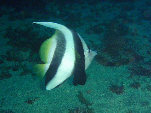 �ɓ������ʐ^�@�N���b�N�ő傫���Ȃ�܂�