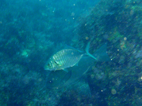 �ɓ������ʐ^�@�N���b�N�ő傫���Ȃ�܂�