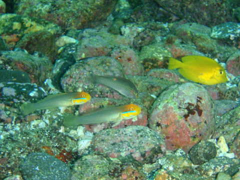 �ɓ������ʐ^�@�N���b�N�ő傫���Ȃ�܂�