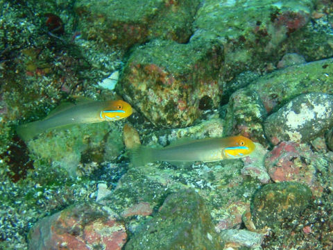 �ɓ������ʐ^�@�N���b�N�ő傫���Ȃ�܂�