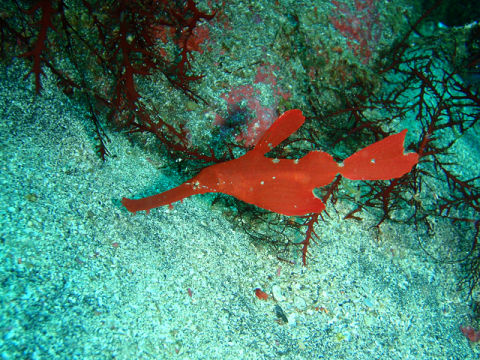 �ɓ������ʐ^�@�N���b�N�ő傫���Ȃ�܂�