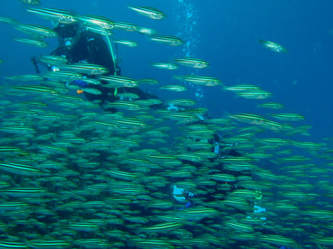 �ɓ������ʐ^�@�N���b�N�ő傫���Ȃ�܂�