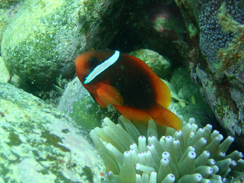 �ɓ������ʐ^�@�N���b�N�ő傫���Ȃ�܂�