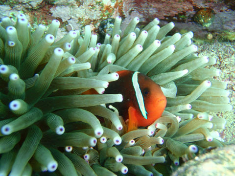 �ɓ������ʐ^�@�N���b�N�ő傫���Ȃ�܂�