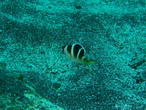 �ɓ������ʐ^�@�N���b�N�ő傫���Ȃ�܂�