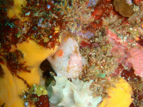 �ɓ������ʐ^�@�N���b�N�ő傫���Ȃ�܂�