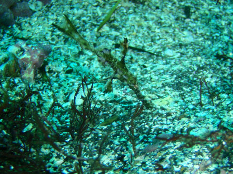 �ɓ������ʐ^�@�N���b�N�ő傫���Ȃ�܂�