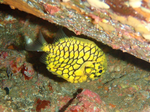 �ɓ������ʐ^�@�N���b�N�ő傫���Ȃ�܂�