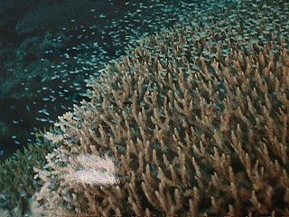 �T���S���Y��