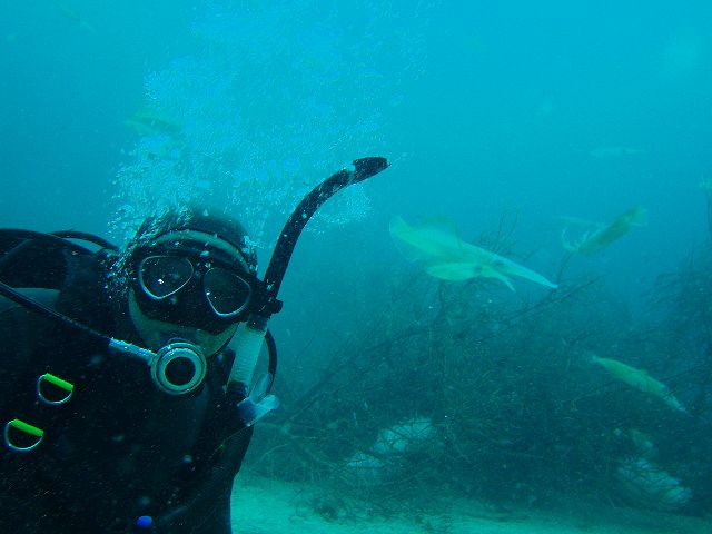 �v���C�x�[�g�_�C�r���O