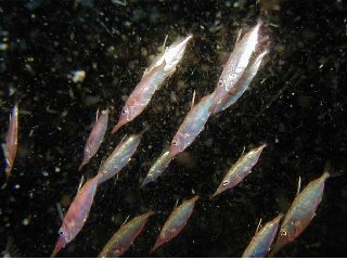 ���Y����̗F�B��